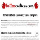 bettasexoticos.com