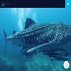 blueflowdiving.net