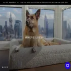 bluewater.dog