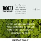 bolutrees.com