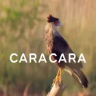 caracara.com