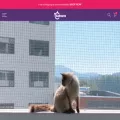 catnetting.com