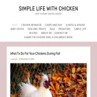 chikchikchicken.com