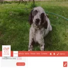 clinicaveterinariaalbergaria.pt