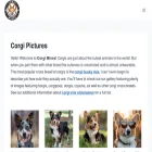 corgi-mixes.com