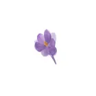 crocusflowers.ru