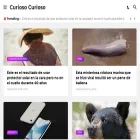 curiosointelecto.com