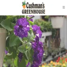 cushmansgreenhouse.com