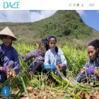 dace.vn