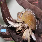 daobuoc.com