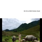 daotea.ca