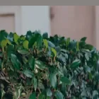 dinasreuh.com