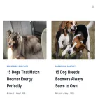 dogbreedpro.com