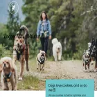 doggytaleswhistler.com