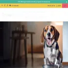 dogslounge.co.uk