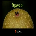 figweb.org