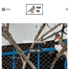 finchguy.com