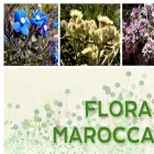 floramaroccana.fr
