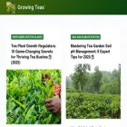 growingteas.com