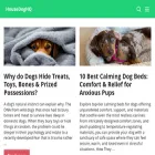 housedoghq.com