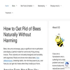 howtogettingridofbees.com
