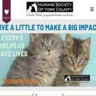 humanesocietyofyorkcounty.org