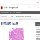 imagebank.hematology.org
