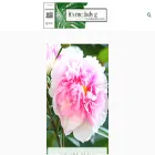 itsmeladyg.com