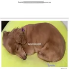 kurumico.com