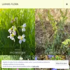 laimasflora.com