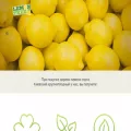 lemontree.com.ua