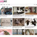 lifebuzz.com
