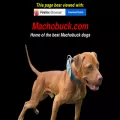 machobuck.com
