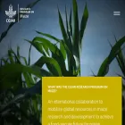 maize.org