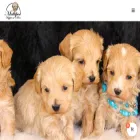 maltipoopuppiesnmore.com