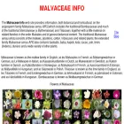 malvaceae.info