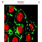 microbiology.uchicago.edu