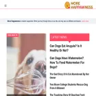 morehappawness.com