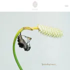 narachileadership.com