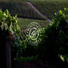 palmazvineyards.com