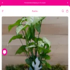 plantdoc.co