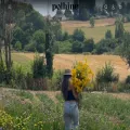 polhine.com