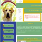 proanimalesmallorca.org