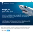 sharksandrays.com