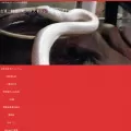 shirohebisama.com