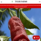 tyler-farms.com