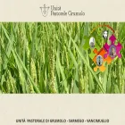 unipasgrumolo.it
