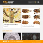 viewer.gigamacro.com