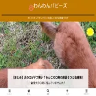 wanwan-puppies.com
