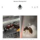 washingtonants.com